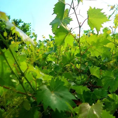 Apartmán Sunset Jadranovo